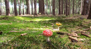 Šumarski tehničar srednja škola Beograd