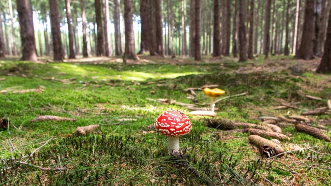 Sticanje diplome za zanimanje šumarski tehničar, četvrti stepen se vrši kroz redovno ili vanredno školovanje, stručno osposobljavanje, prekvalifikaciju i dokvalifikaciju.