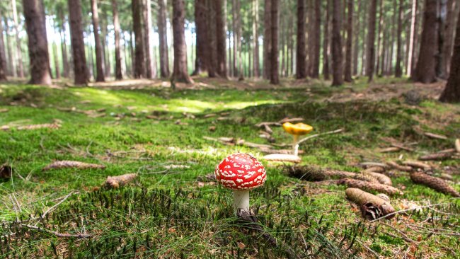 Sticanje diplome za zanimanje šumarski tehničar, četvrti stepen se vrši kroz redovno ili vanredno školovanje, stručno osposobljavanje, prekvalifikaciju i dokvalifikaciju.